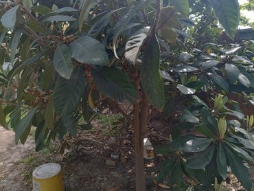 Həyət darvazaları: RT Arxasında körpüdən sağda 2 ci küçədə 2 mərtəbəli 8 otaqlı həyət evi -da lalafo.az — 41 Həyət darvazaları: RT Arxasında körpüdən sağda 2 ci küçədə 2 mərtəbəli 8 otaqlı həyət evi — 41