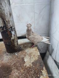 İtlər: Salam Alekum mayadir. Ciddi adamlar yazsin . !