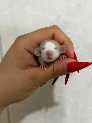 Gəmiricilər: Крысы. Крысята. Продаются декоративные крыски дамбо и стандарт. 25