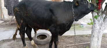 Коровы, быки: Продаю | Бык (самец) | Голштин | На забой, Для разведения | Искусственник