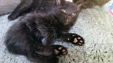 белая кошка: Котята, 2 малышей домашнего выращивания. - Окрас: мальчик — 1