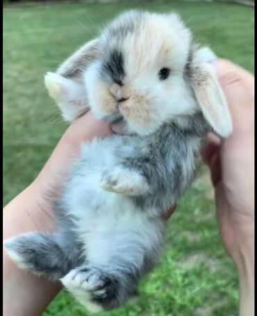 Dovşanlar: 🐇 Holland Minilop – Qalib Cins Balaca Dovşanlar Satılır! 🌟 Tam saf — 7