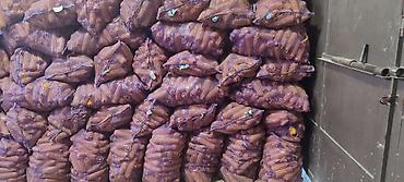 кара кой: Мака(Жүгөрү)сатылат,Ош шаарында,Жакшы кургаган капталган даяр жакшы — 3