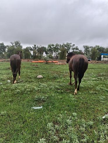 Лошади, кони: Продаю | Кобыла (самка) | Рабочий — 7