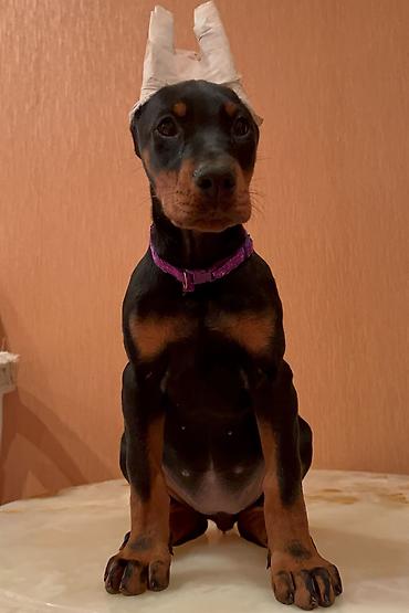 İtlər: Doberman, 2 ay, Dişi, Peyvəndli — 2
