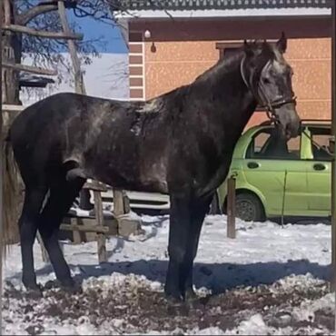 продаю конь: Лошади, кони