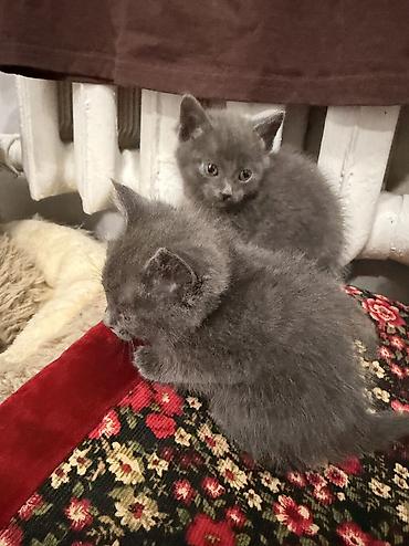 веслоухие котята: Отдам котят в хорошие руки, им по месяцу котенку на последней фотке — 2