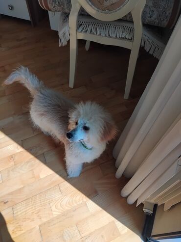 İtlər: Pudel — 15