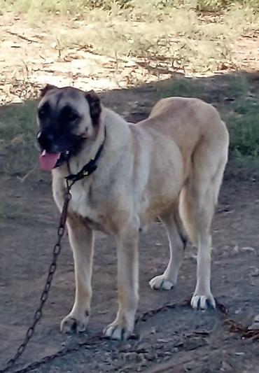 sivas kangal kanqal iti: Kanqal — 1