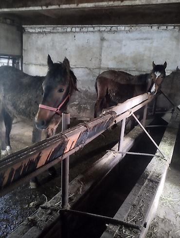 Лошади, кони: Продаю | Кобыла (самка) | Рабочий | Мерин — 3