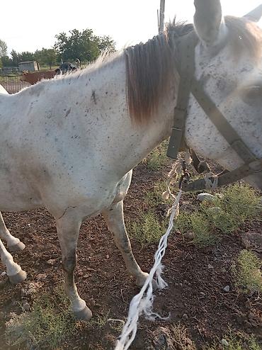 Atlar: Dişi, il: 7 — 1