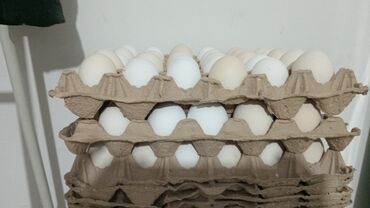 Товары и оборудование для с/х животных: Инкубационные яйца
леггорн стандарт