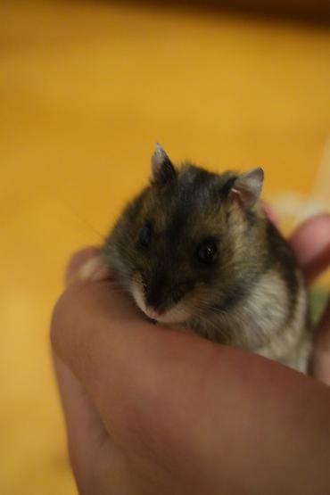 hazir yuva: Cırtdan hamster + qəfəs dəsti - Növ: cırtdan hamster (Djungarian — 10