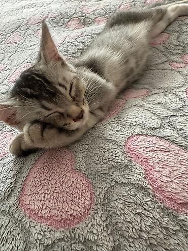 Pişiklər: Britan — 12