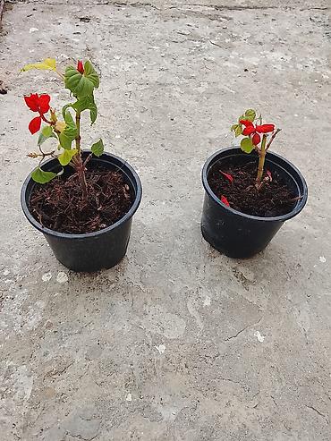 dal darı: Salviya (Salvia) — dalamazkimilər (Lamiaceae) fəsiləsinə aid edilən — 1