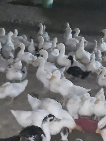 Ördəklər: Satışda ördək sürüsü - Növ: ağ və qarışıq rəngli ev ördəkləri — 1