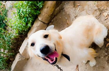 kangal iti: Retriever, 1 il, Erkek, Peyvəndli, Ünvandan götürmə