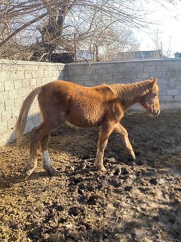 Лошади, кони: Продаю | Жеребенок | Полукровка | Рабочий — 11