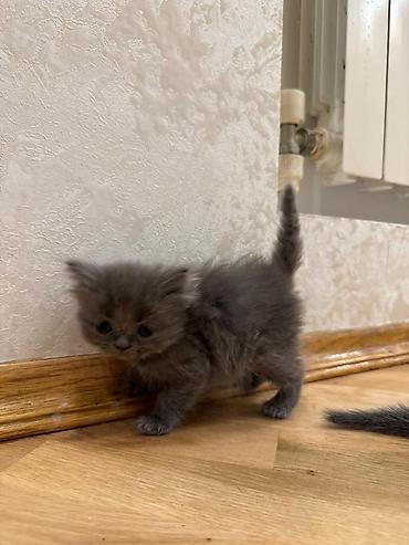 Pişiklər: Britan — 8