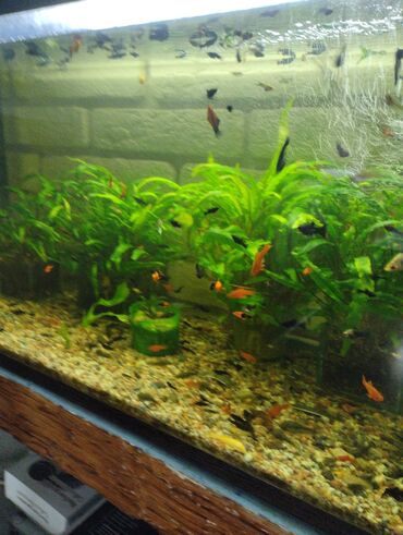 Рыбы: Гуппи 35с меченосцы от 50 с анцитрусы мальчики взрослые по 300с — 8