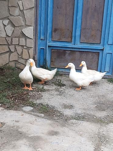 coban it adlari: Ağ ördək dəstəsi pekin ördekleri satılır 4 ededdi 1 xoruz 3 fere — 2