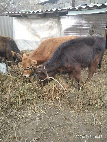 Коровы, быки: Продаю | Бык (самец) — 9