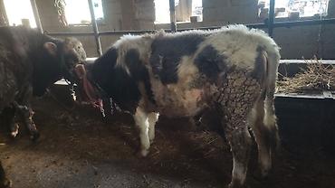 Коровы, быки: Продаю | Бык (самец) | Полукровка | На откорм | Привязанные — 7