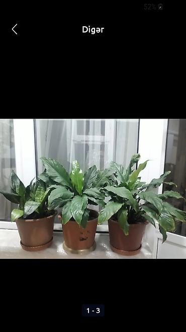 ucuz gul: Otaq üçün dekorativ dibçək gülləri - Növ: Sülh çiçəyi (Spathiphyllum) — 1