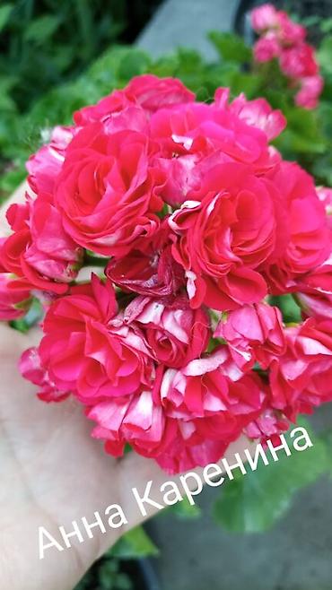 Герани и пеларгонии: Продаю сортовые розебудные пеларгонии, есть и старые хорошие сорта — 12