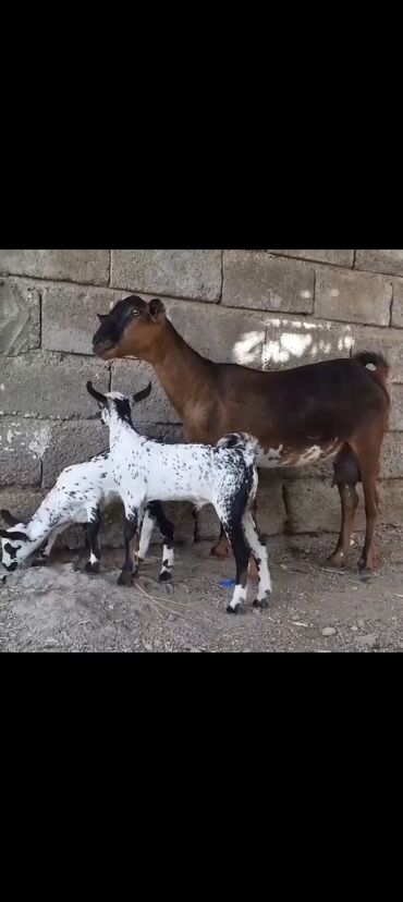 Keçi, çəpiş: Dişi, il: 1, Damazlıq, Südlük
