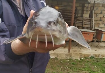 Akvariumlar: Beluqa balığı 1-2-3-4-5 kq çəkilər var .həmdə1-2 kg sazan balığı