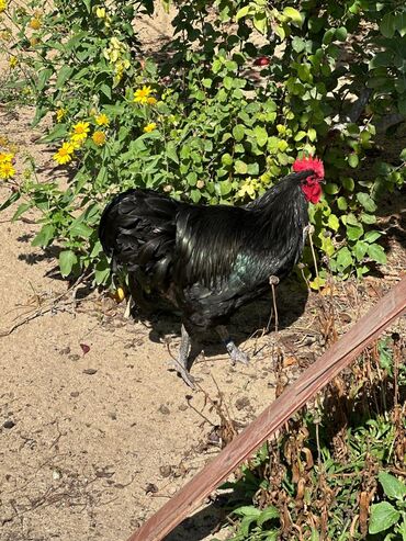 Xoruzlar: Xoruz, il: 1, Pulsuz çatdırılma — 13