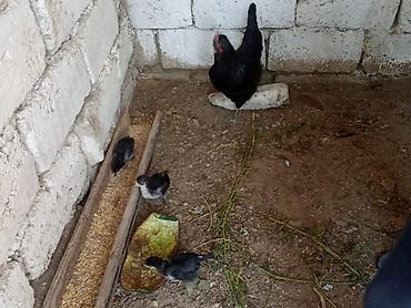 qala cinsi: Toyuq, Damazlıq — 2