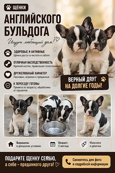 Иттер: Щенки английского бульдога - Здоровые и активные: растут в чистоте и — 1