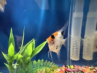 xiaomi akvarium: Dördbucaq akvarium, Balıqlarla birlikdə, 10 l, Ünvandan götürmə — 6