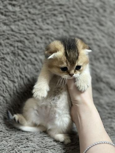 белая вислоухая кошка: Скотиш Фолд (Шотландская вислоухая), 1 месяц, Девочка, Золотая шиншилла, Проглистована — 4