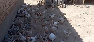 индюк бишкек: Сатам | Балапандар | Брама | Көбөйтүү үчүн — 1