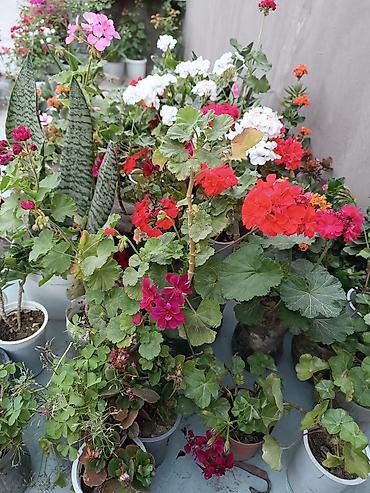 sitili: Satışda: dekorativ otaq və bağ bitkiləri - Echinopsis tipli tikanlı — 4