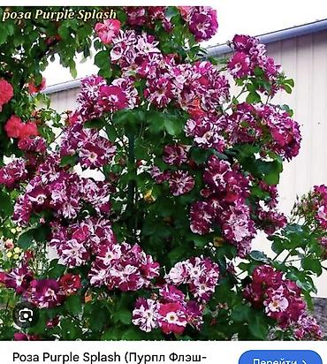 Роза: Саженцы — 3