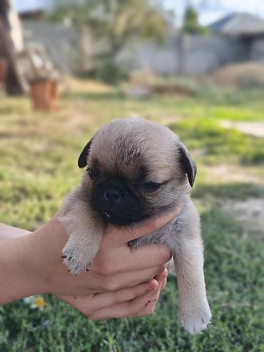 Продажа собак: Мопс, 1 месяц, Самка — 10