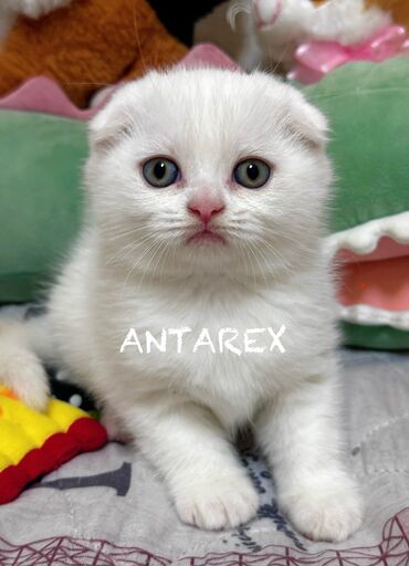 красивые коты: Скоттиш-фолд, короткошерстный шотландский мальчик, эксклюзивный белый