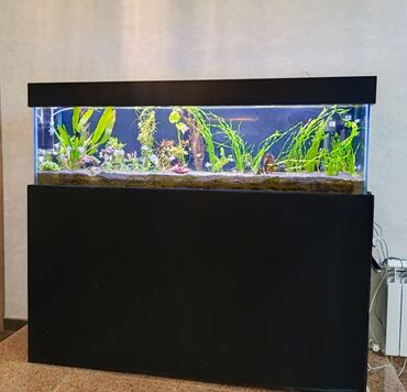 Akvariumlar: Akvarium servisi akvariumlarin temzilenme dasinma xidmeti
