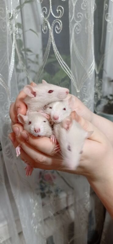 Крысы: Продам крысы Дамбо