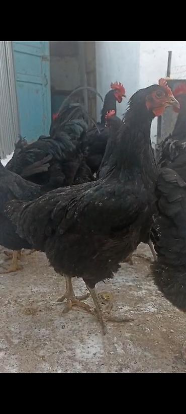 Куры, петухи: Продаю | Петух | Для разведения — 6
