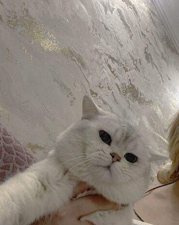 Pişiklər: Şinşilla, Erkək, Cütləşmə üçün -da lalafo.az — 2 Pişiklər: Şinşilla, Erkək, Cütləşmə üçün — 2