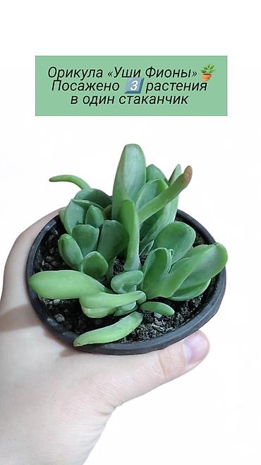 Хлорофитумы: Распродажа 🔥 Продаю комнатные растения 🪴. Пассифлора кализия розовая — 7