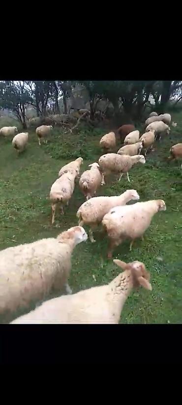 Qoyunlar, qoçlar: Erkək, il: 3, 20 kq, Damazlıq, Südlük, Ətlik, Ünvandan götürmə, Ödənişli çatdırılma, Rayonlara çatdırılma — 3
