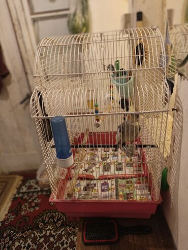 Tutuquşları: Nymph parakit (cockatiel) – boz-sarı rəngli, başında sarı çələk və — 12