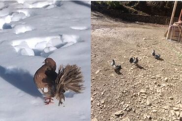 goyercin satisi: Bu dördü də satılır tam sağlamdır tam cins pavlinlərdir şərait