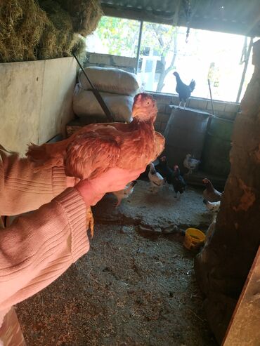 Pitiminutkalar: Heyratı toyuqları satılır gəncədədir tam sağlam heyvanlardi — 5